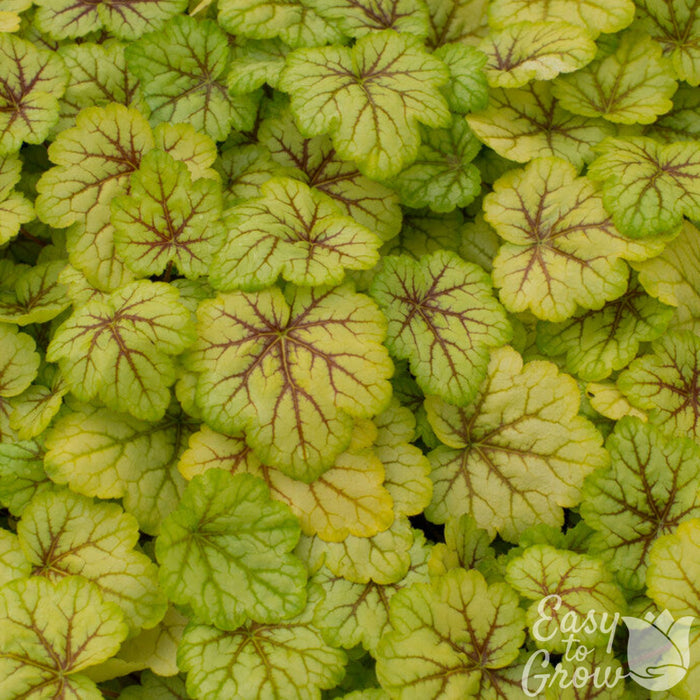 heuchera circus foliage in the garden
