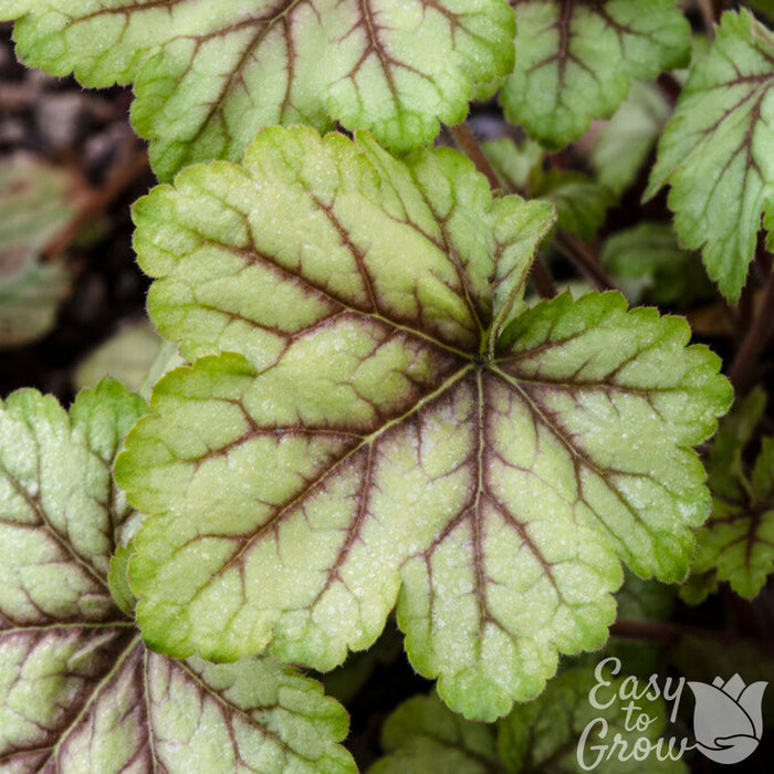 up close of heuchera circus foliage in the garden