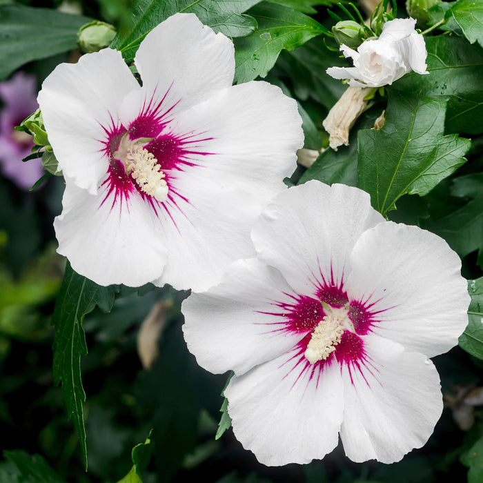 Hibiscus syr First Editions® Bali™ in bloom