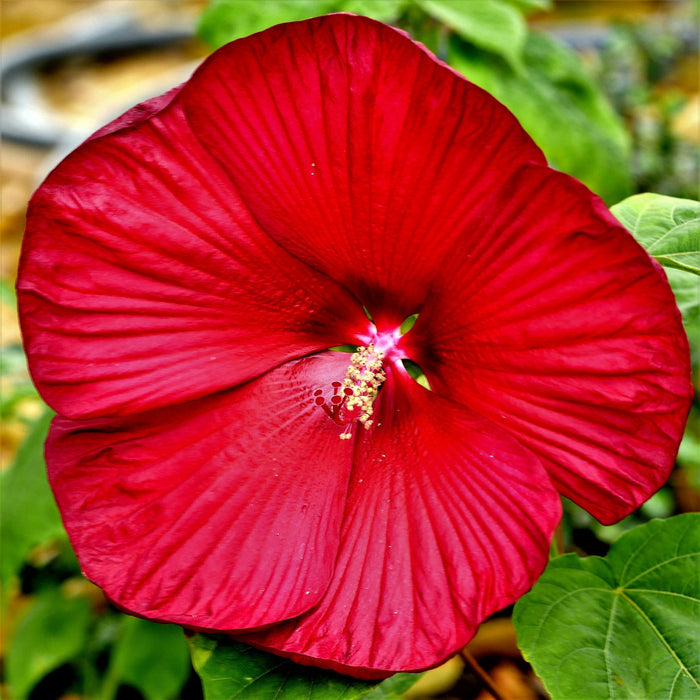 Hibiscus Fireball Hardy Hibiscus