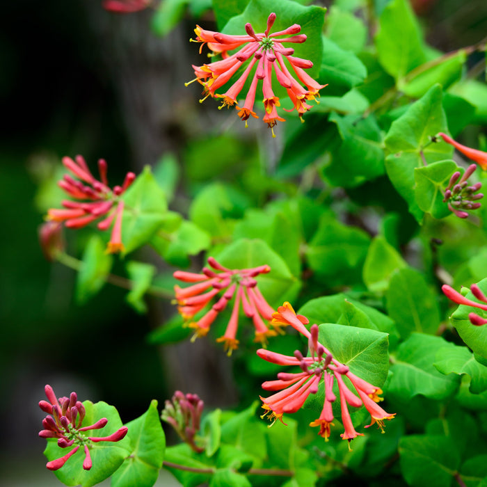 Orange-Red Flowers of the Dropmore Scarlet Honeysuckle Plant