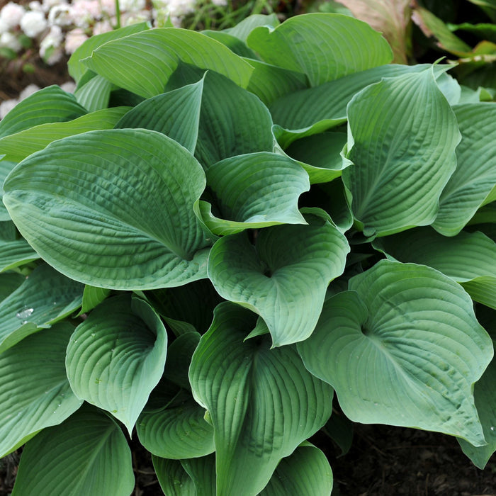 Blue-Green leaves of Hosta Blue Angel