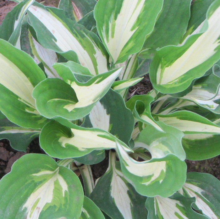 Hosta Night Before Christmas