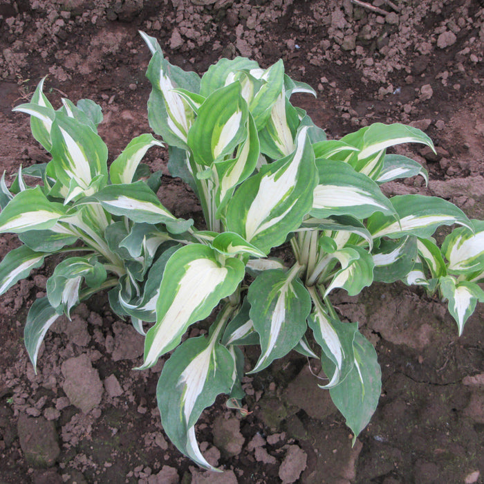 Hosta Night Before Christmas Leaves