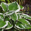 Hosta Patriot for Sale
