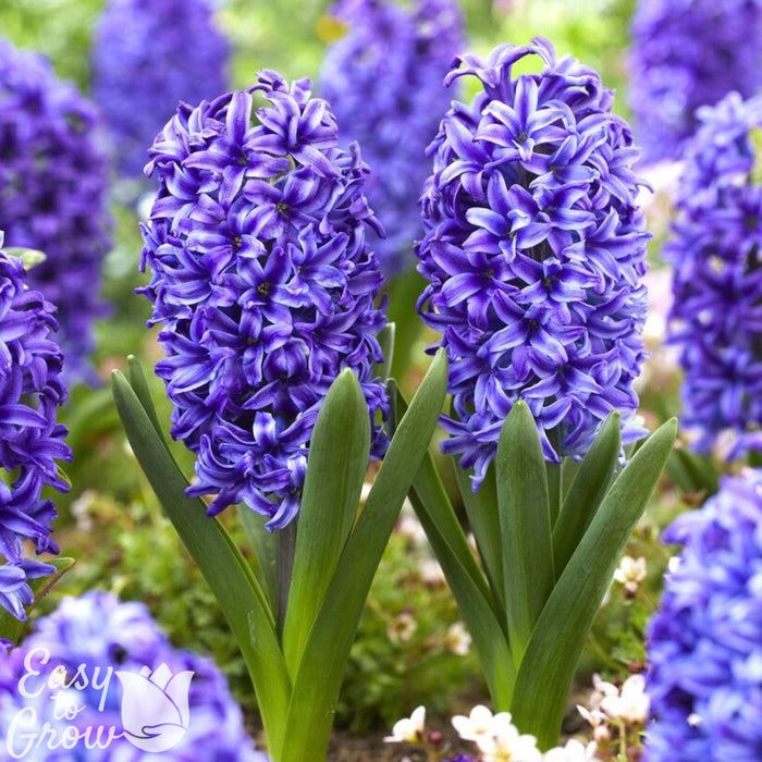 violet blue flowers of Hyacinth Blue Jacket