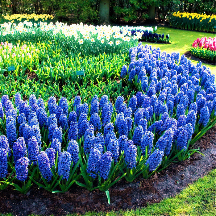 Purple and blue hyacinth flowers