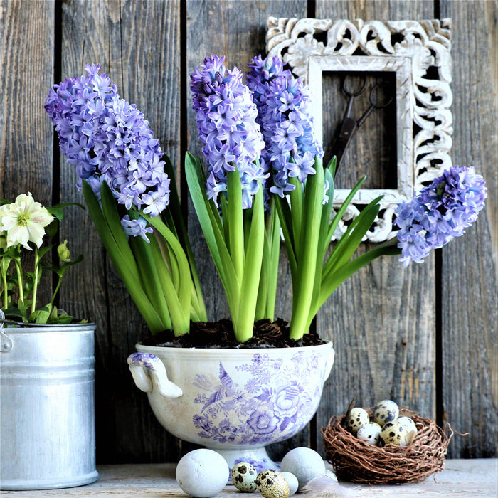 Blue hyacinths in a pot