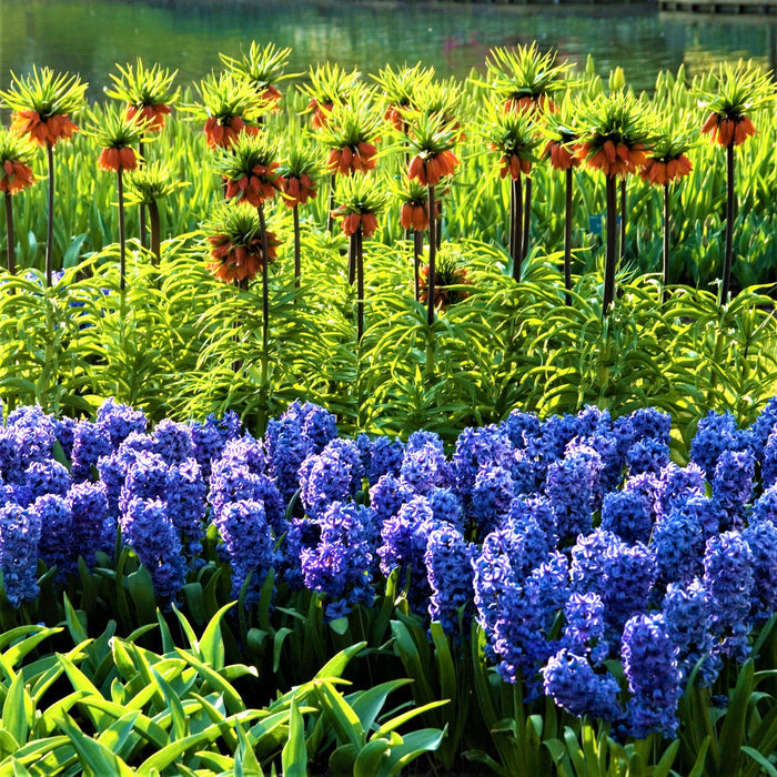 Blooming Blue Hyacinth Flowers