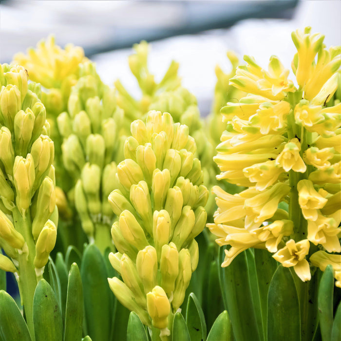 Yellow Hyacinth Blooms