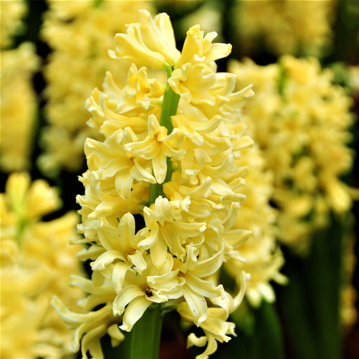 Yellow Hyacinth bloom