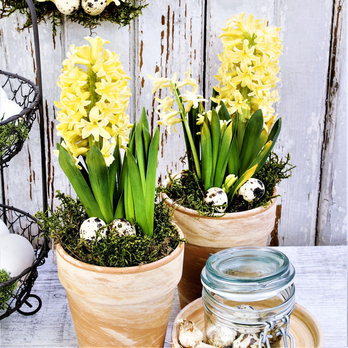 Potted City of Harlem Hyacinth Flowers
