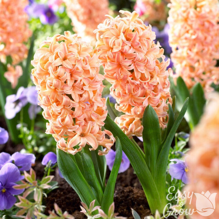 light apricot orange blooms of Hyacinth Gypsy Queen