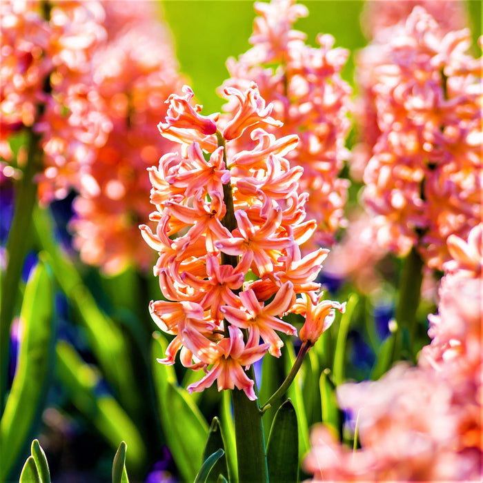 Orange-pink hyacinth