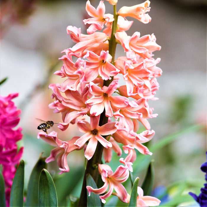 Bicolor Hyacinth Gypsy Queen