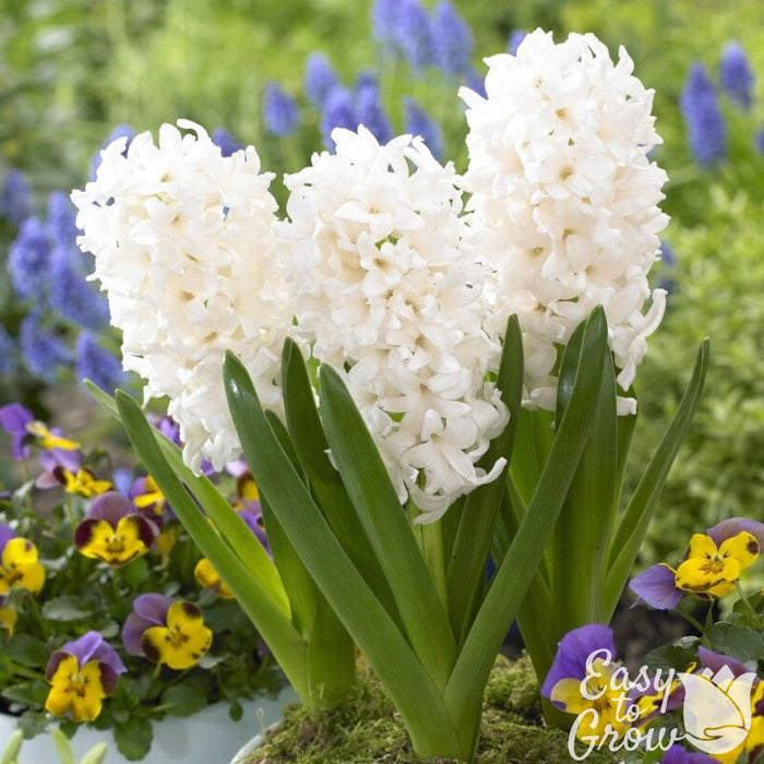 pure white blooms of Hyacinth White Pearl