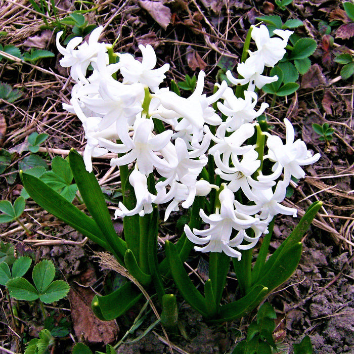 White Hyacinth in Garden