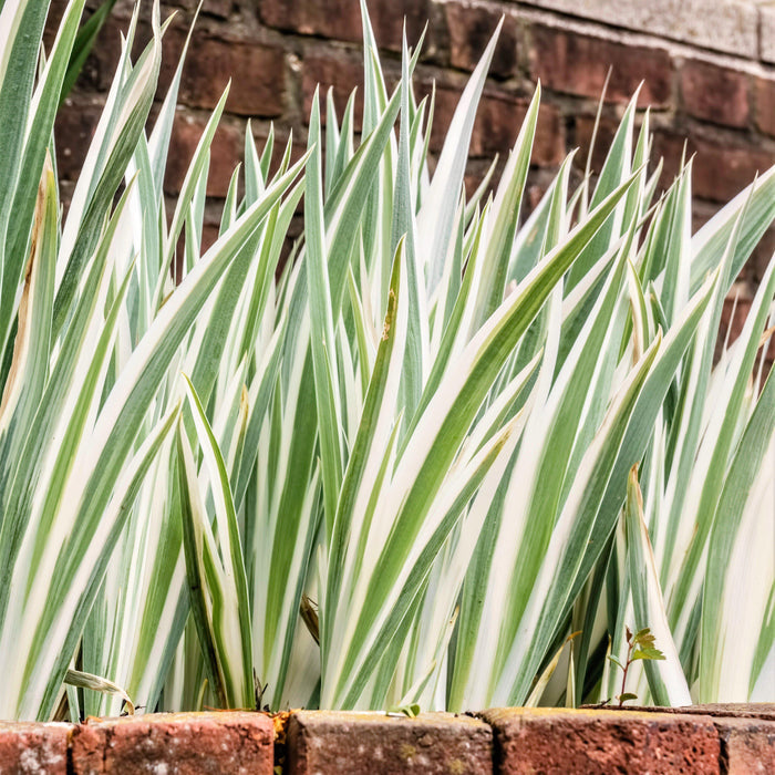 Japanese Iris Pallida Variegata Foliage