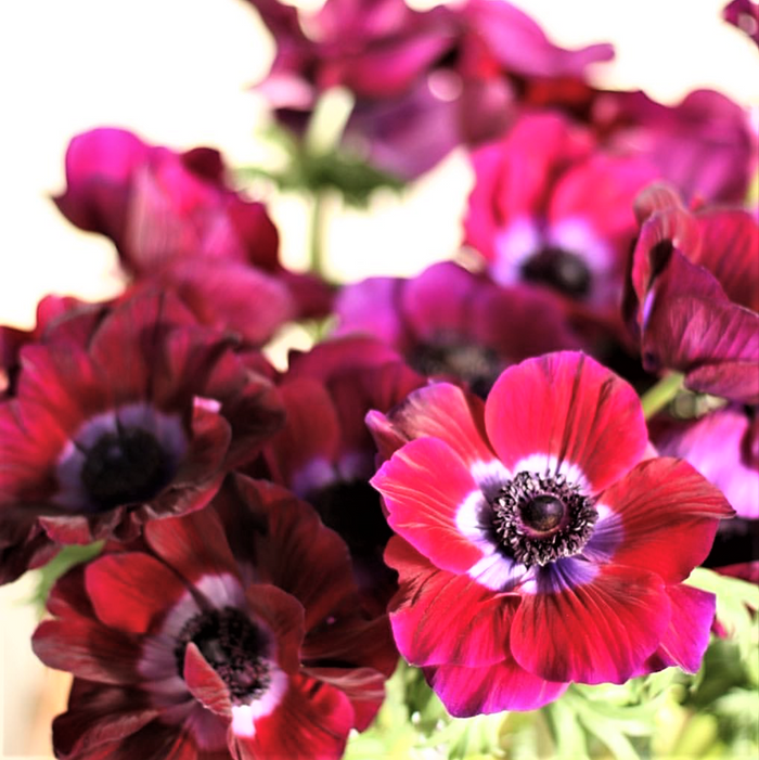 Healthy Sunlit Mistral Bordeaux Italian Anemone