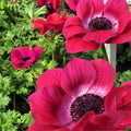 Italian Magenta Anemone Flowers | Mistral Magenta