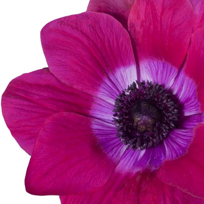Italian Magenta Anemone Flowers