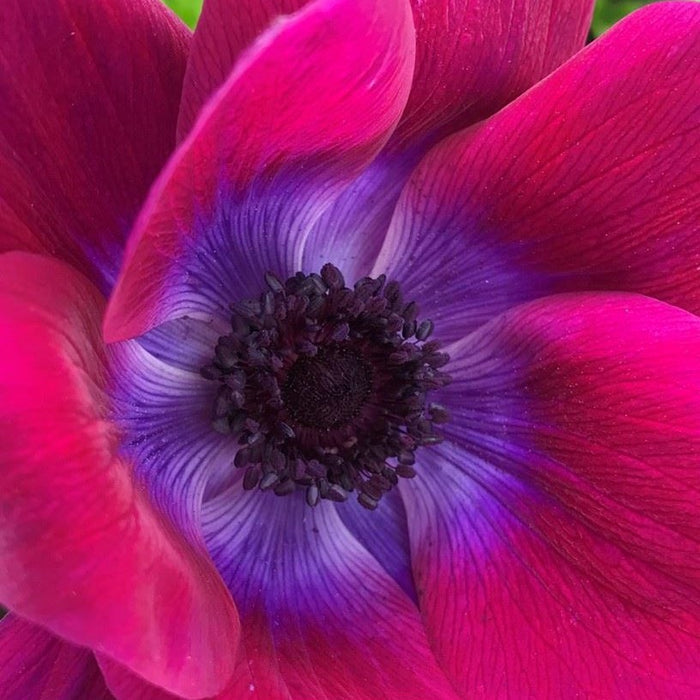 Italian Mistral Magenta