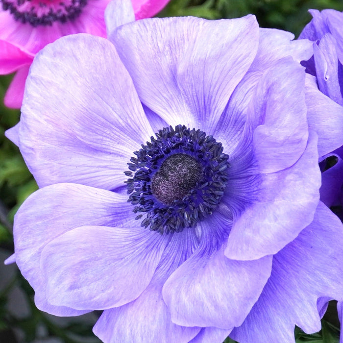 Italian Anemone Mistral Plus Azzurro