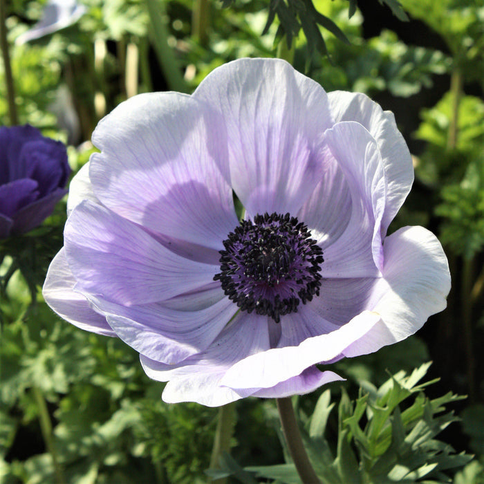Italian Anemone Mistral Azzurro Flower