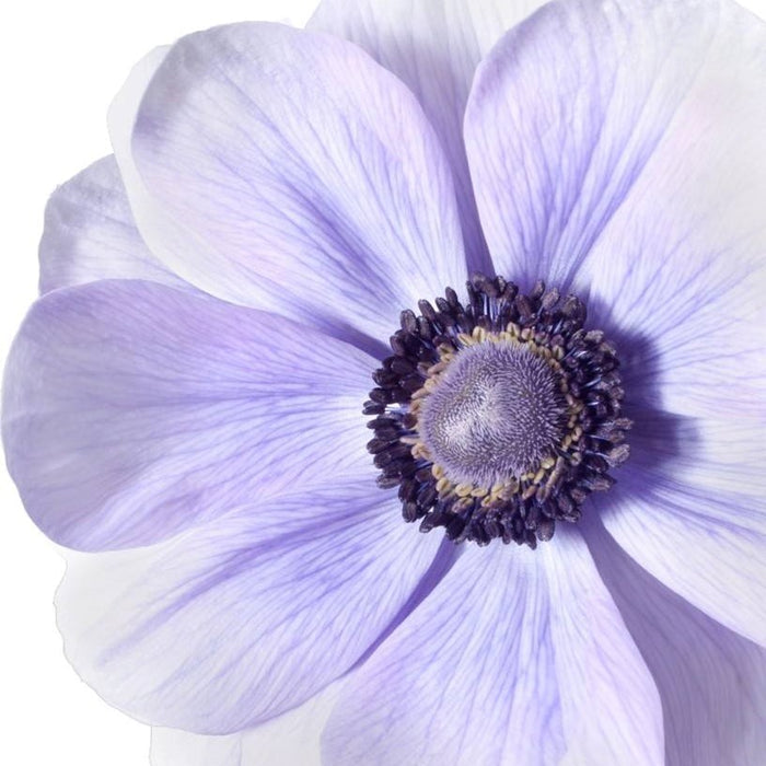 Purple Italian Anemone Flower