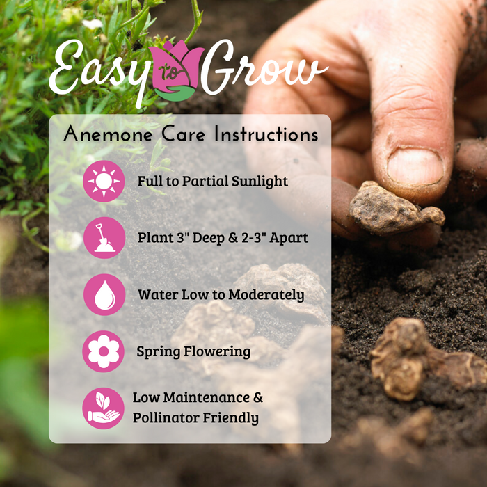 Italian Anemone Growing Guide