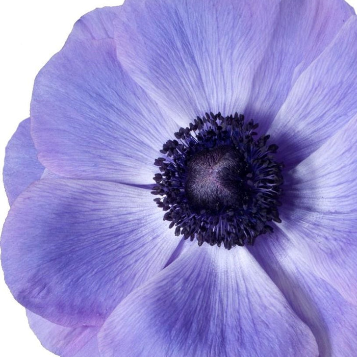 Stunning Italian Anemone Mistral Plus Blu Bloom