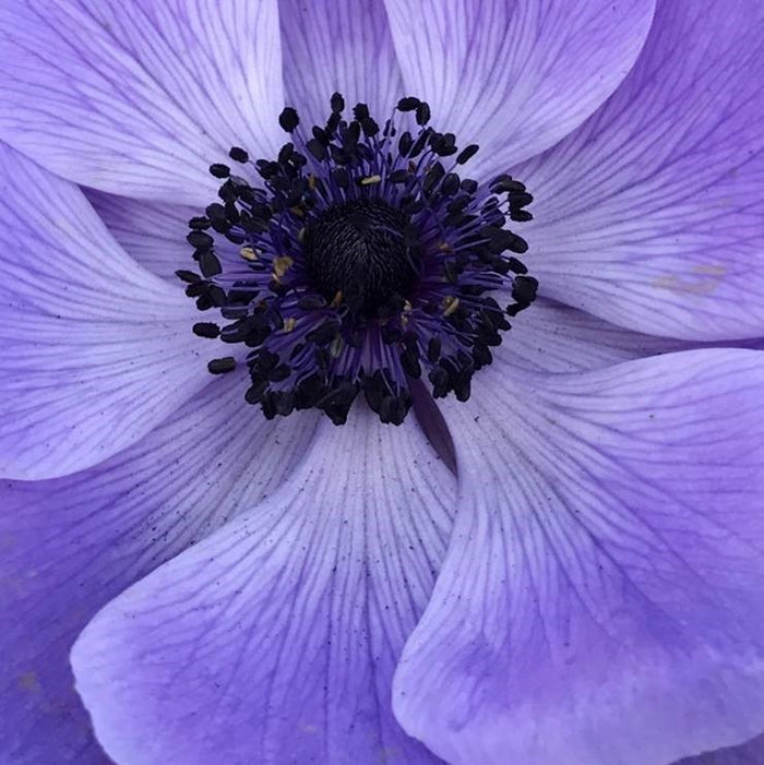 Bold Black Eye of the Mistral Plus Blu Italian Anemone