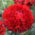 Bold Red Pon-Pon Draco Italian Ranunculus