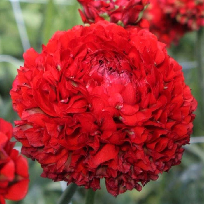 Bold Red Pon-Pon Draco Italian Ranunculus