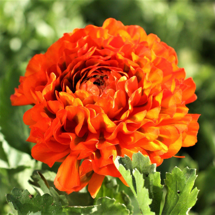 Ruffly Orange Cloni Pon-Pon Garfield Ranunculus