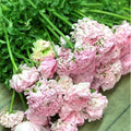 Italian Ranunculus - Cloni Pon Pon Mignon