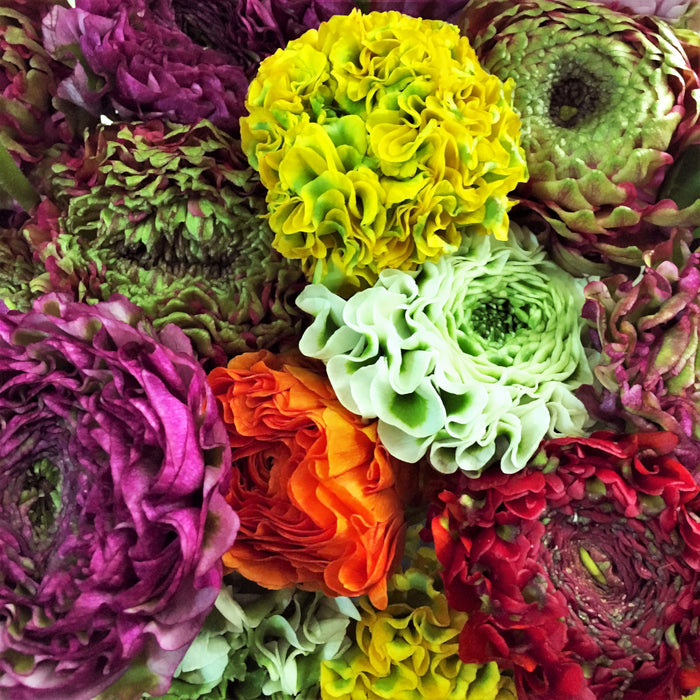 A Rainbow of Mixed Pon Pon Italian Ranunculus