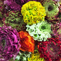 A Rainbow of Mixed Pon Pon Italian Ranunculus