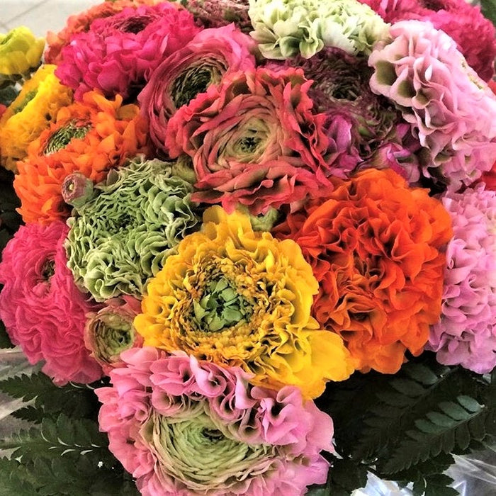 Beautiful Mixed Italian Ranunculus