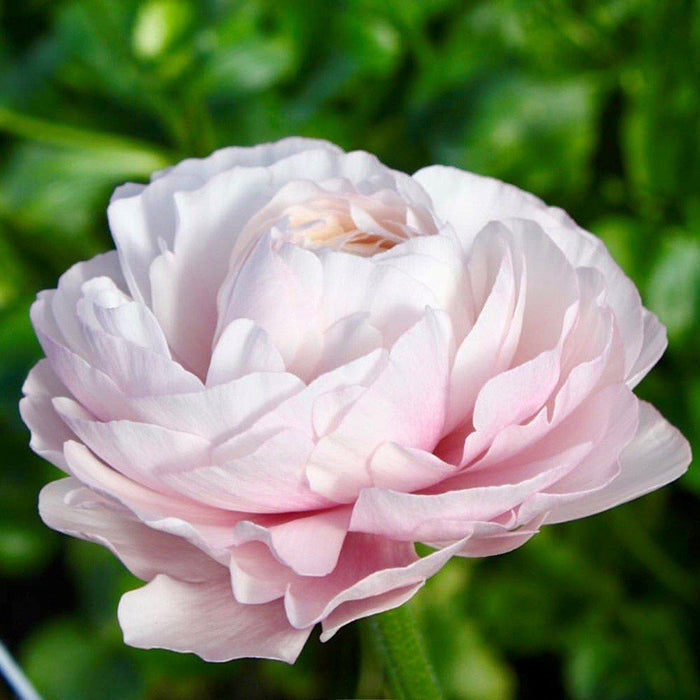 italian ranunculus hanoi