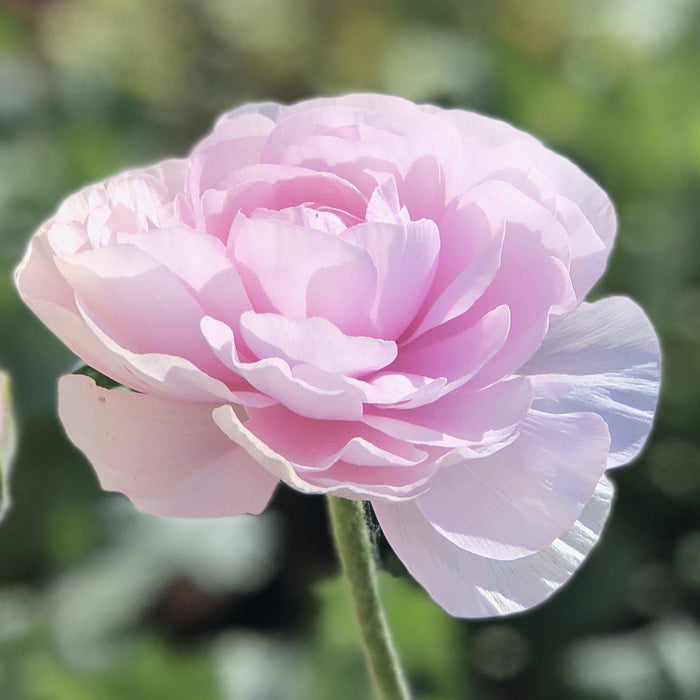 pink italian ranunculus
