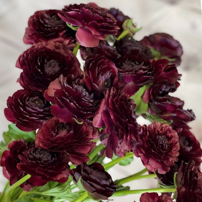Dark purple Italian Ranunculus Cloni Success Nerone blooms