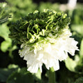 White and Green Elegance Bianco Festival  Italian Ranunculus Bloom