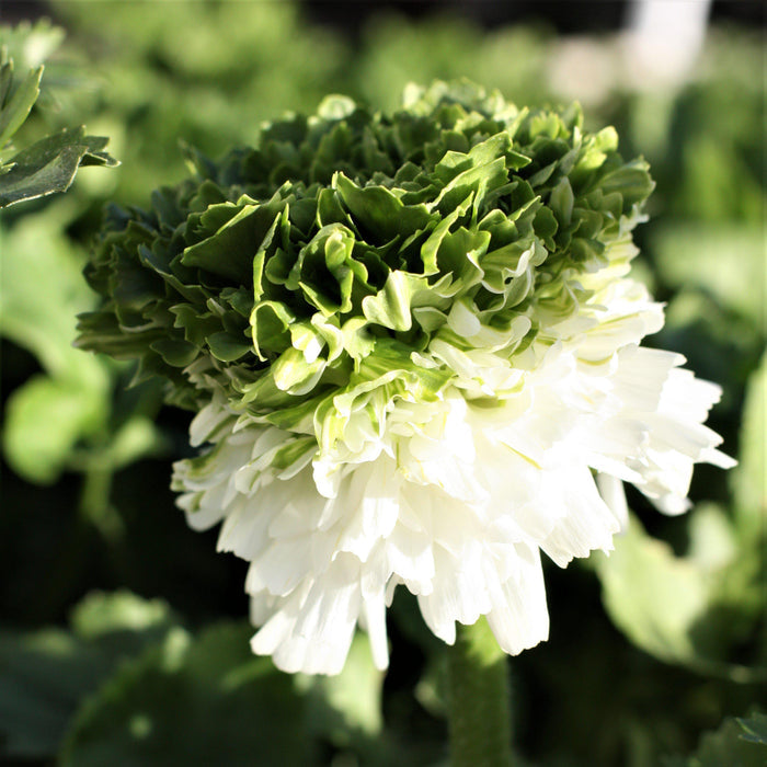 White and Green Elegance Bianco Festival  Italian Ranunculus Bloom