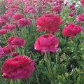 Magenta-Pink Italian Ranunculus Elegance Ciclamino