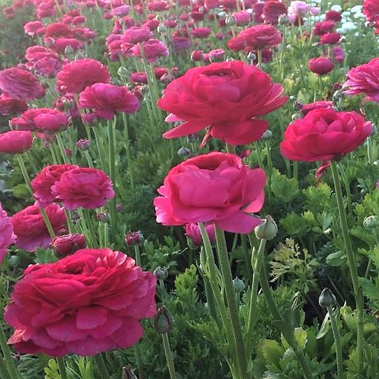 Magenta-Pink Italian Ranunculus Elegance Ciclamino