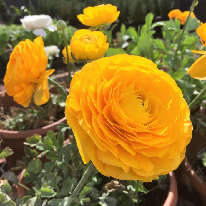 Sunny Yellow Italian Ranunculus