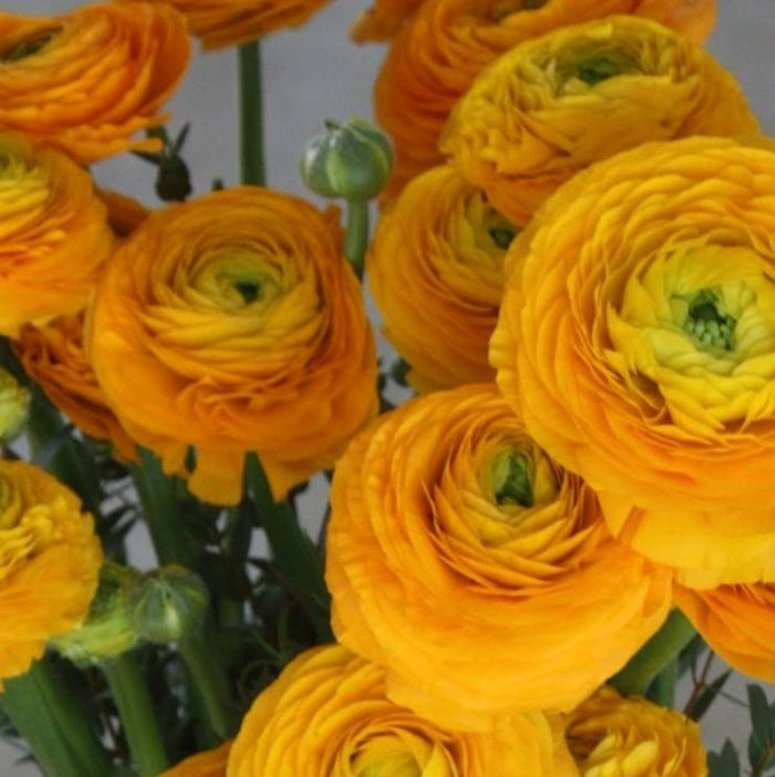 Golden Yellow Elegance Giallo Ranunculus