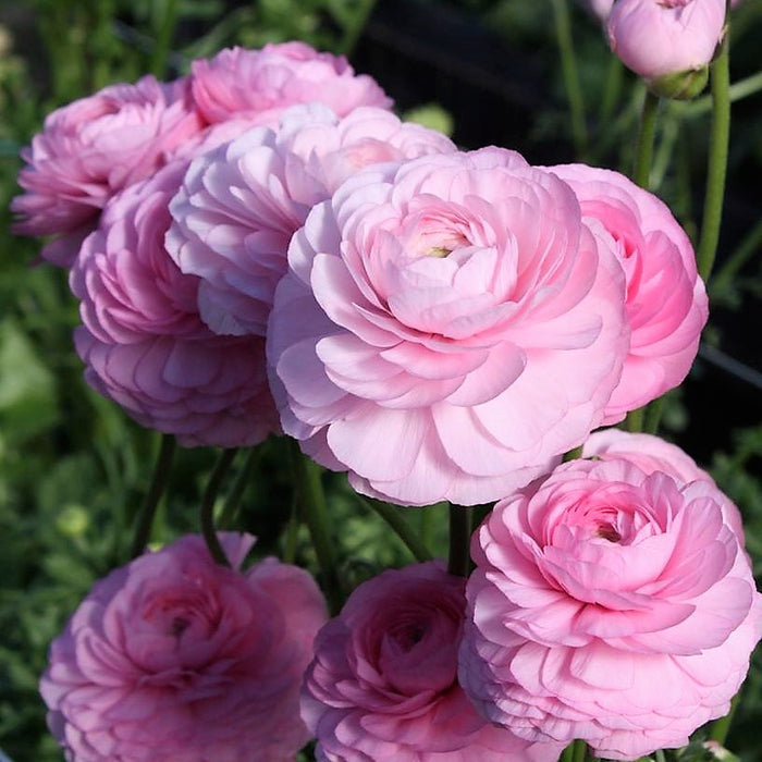 rose chiaro italian ranunculus