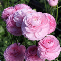 rose chiaro italian ranunculus